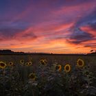 Abendstimmung am Sonnenblumenfeld