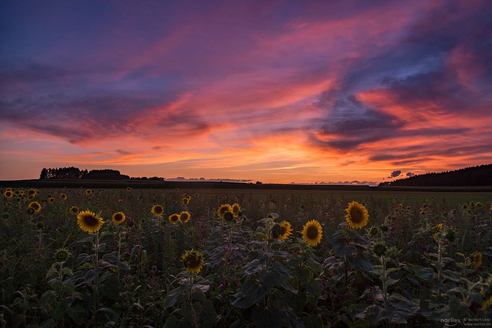 Abendstimmung am Sonnenblumenfeld