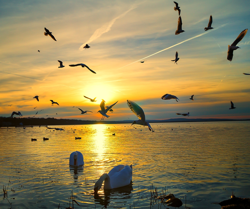 Abendstimmung am Steinhuder Meer