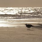 Abendstimmung am Strand