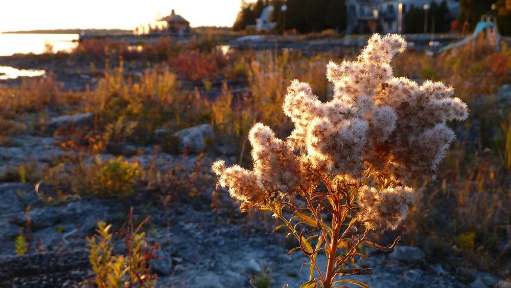 Abendstimmung am Strand des Georgian Bay / Ontario