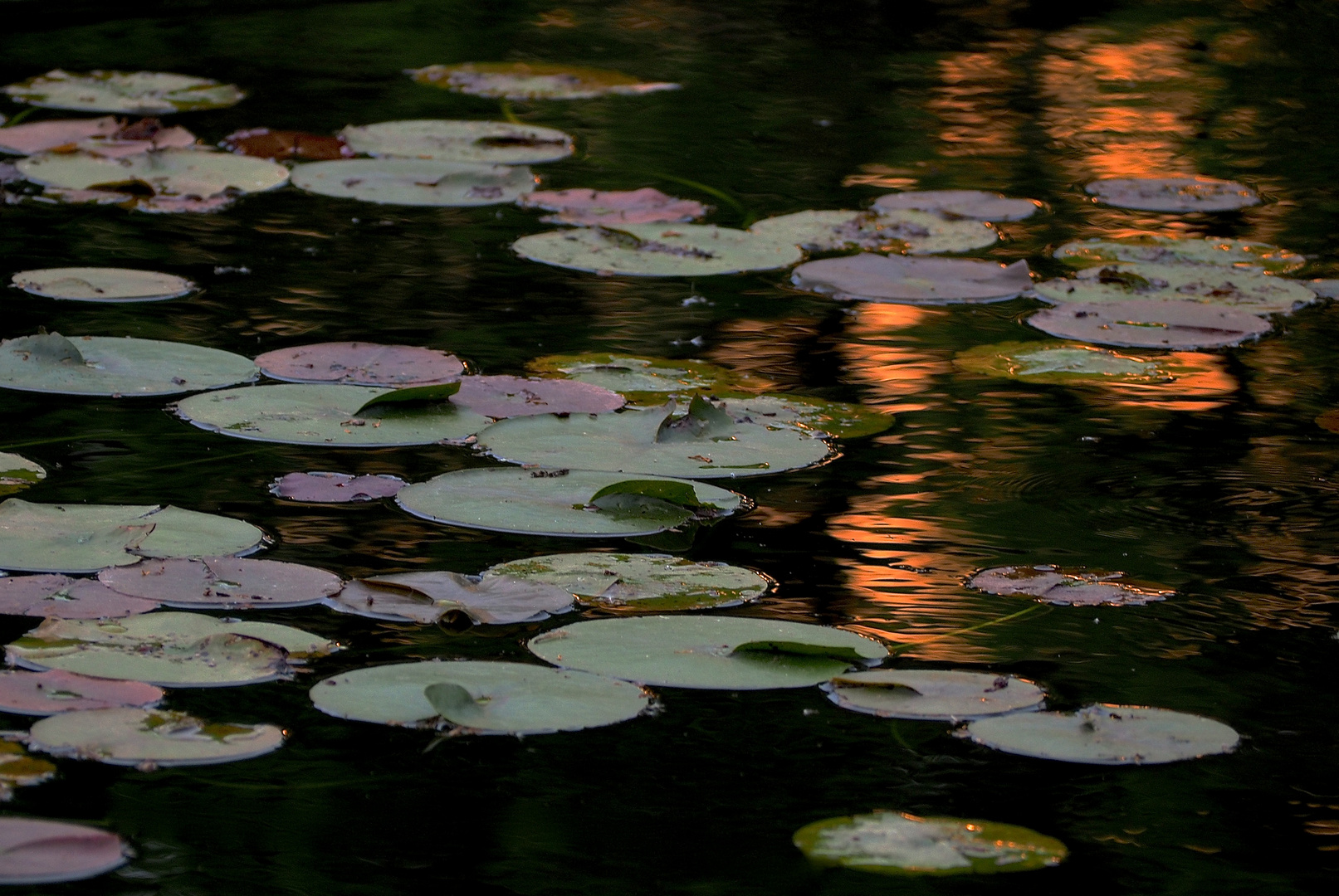 Abendstimmung am Teich