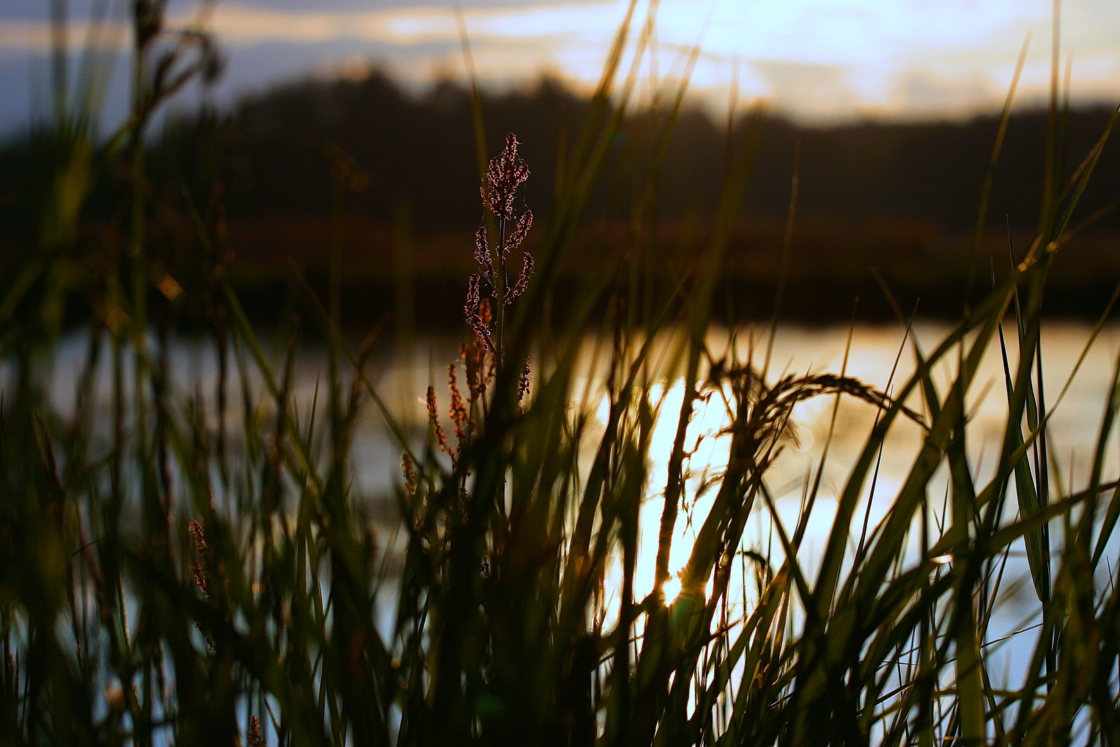 Abendstimmung am Teich Teil 1