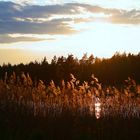 Abendstimmung am Teich Teil 3