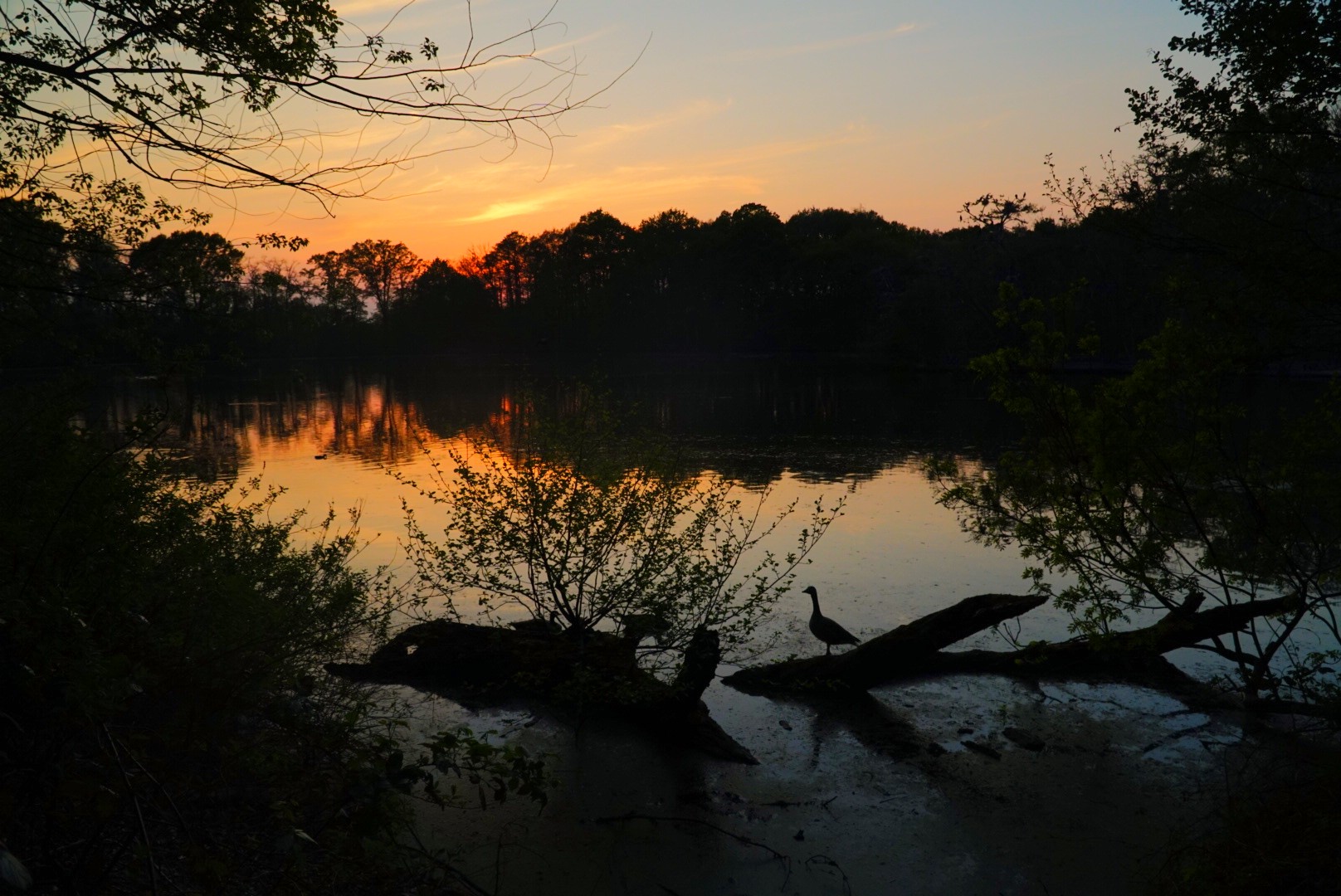 Abendstimmung am Trerichsweiher