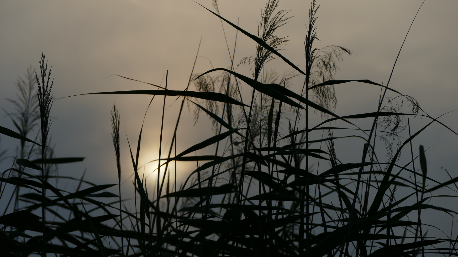 Abendstimmung am Ufersaum...