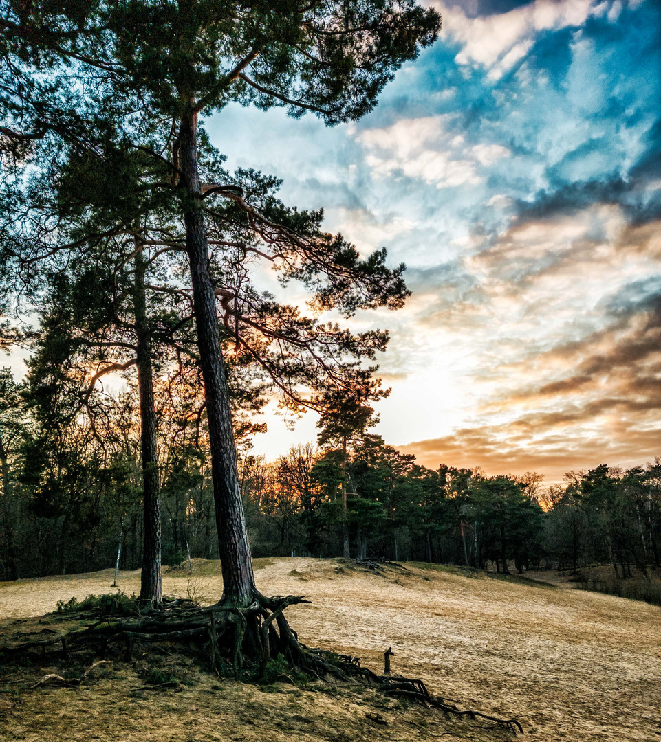 Abendstimmung am Waldrand