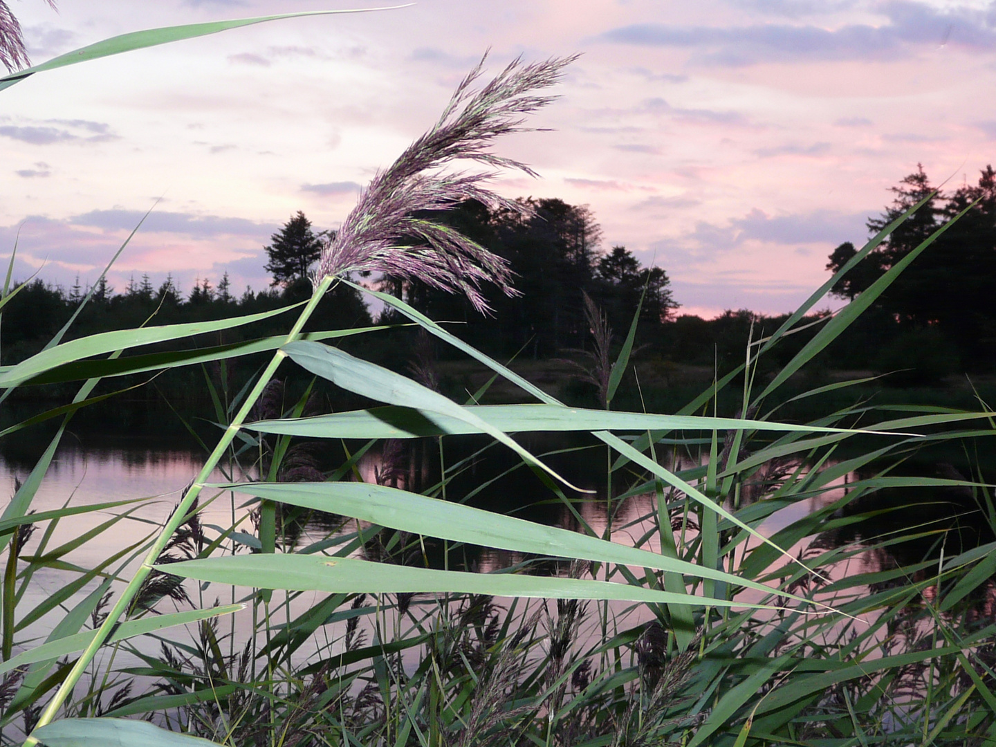 Abendstimmung am Waldsee