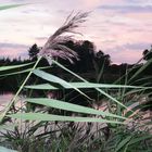 Abendstimmung am Waldsee