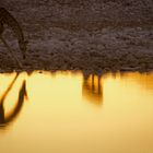 Abendstimmung am Wasserloch