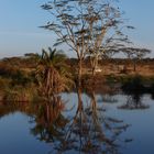 Abendstimmung am Wasserloch