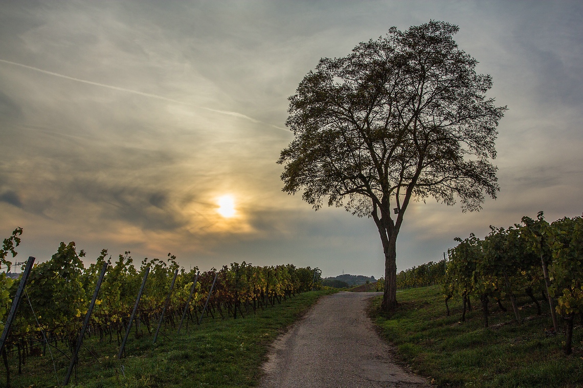 Abendstimmung am Weinberg