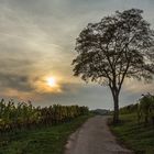 Abendstimmung am Weinberg