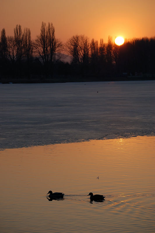 Abendstimmung an der Alten Donau/Wien