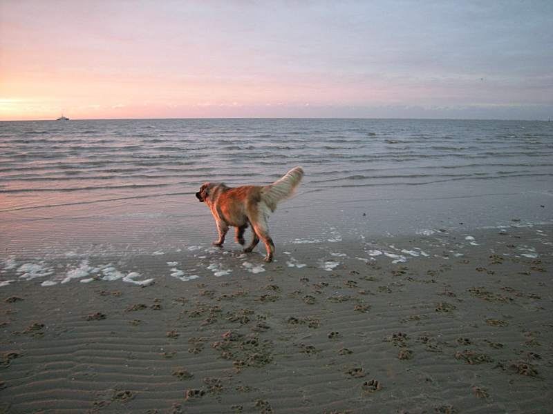 Abendstimmung an der Elbe