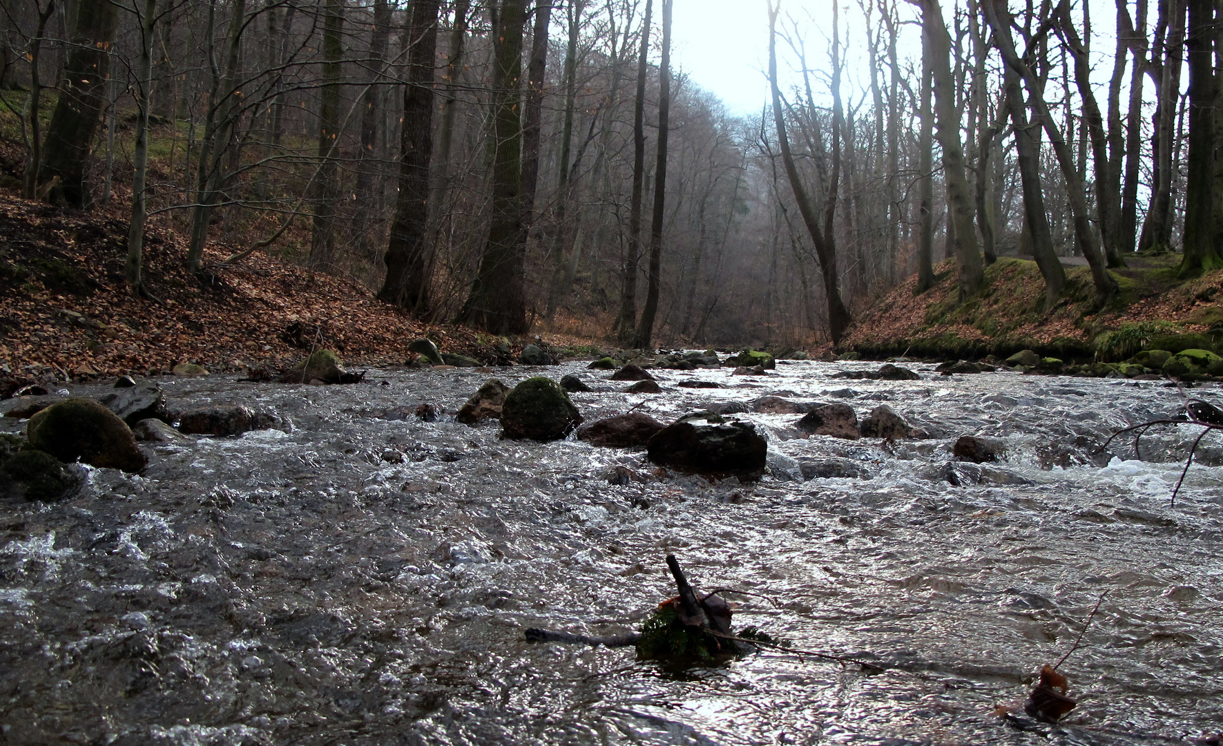 Abendstimmung an der Ilse ( Harz )