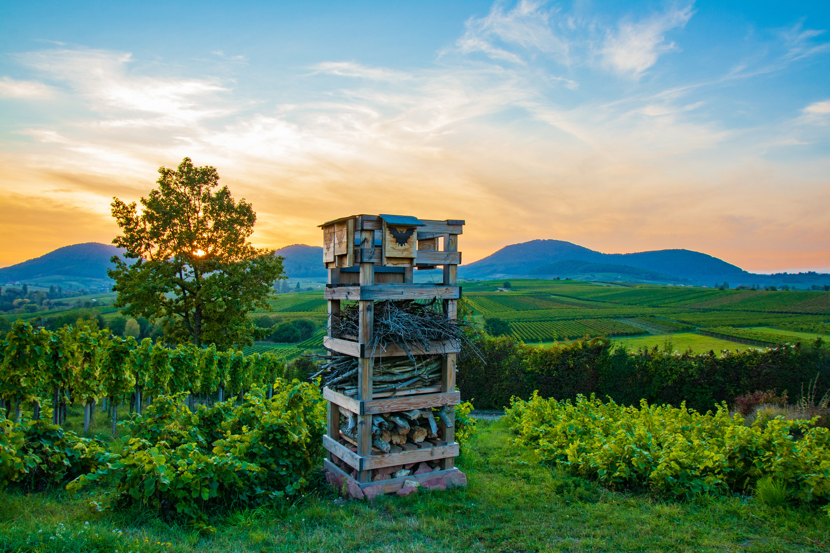 Abendstimmung an der Kleinen Kalmit