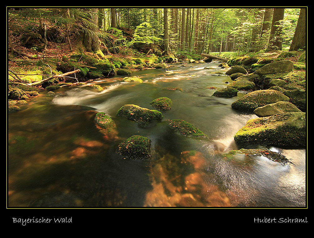 Abendstimmung an der kleinen Ohe im Bay. Wald