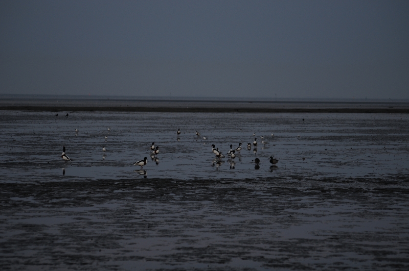 Abendstimmung an der Nordsee