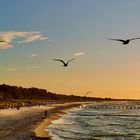 Abendstimmung an der Ostsee/Darß