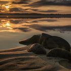 Abendstimmung an der Schlei