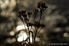 Abendstimmung an der Wutach - 1