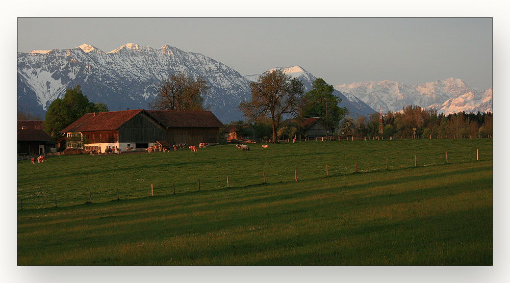 Abendstimmung auf dem Bauernhof - die Kühe wollen in den Stall