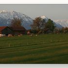 Abendstimmung auf dem Bauernhof - die Kühe wollen in den Stall