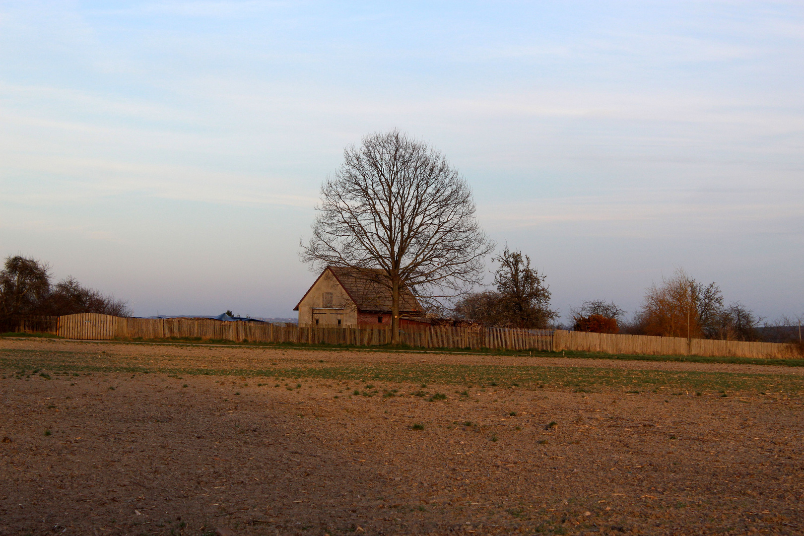 Abendstimmung auf dem Brachfeld