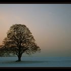 Abendstimmung auf dem Feld