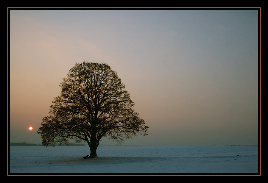 Abendstimmung auf dem Feld