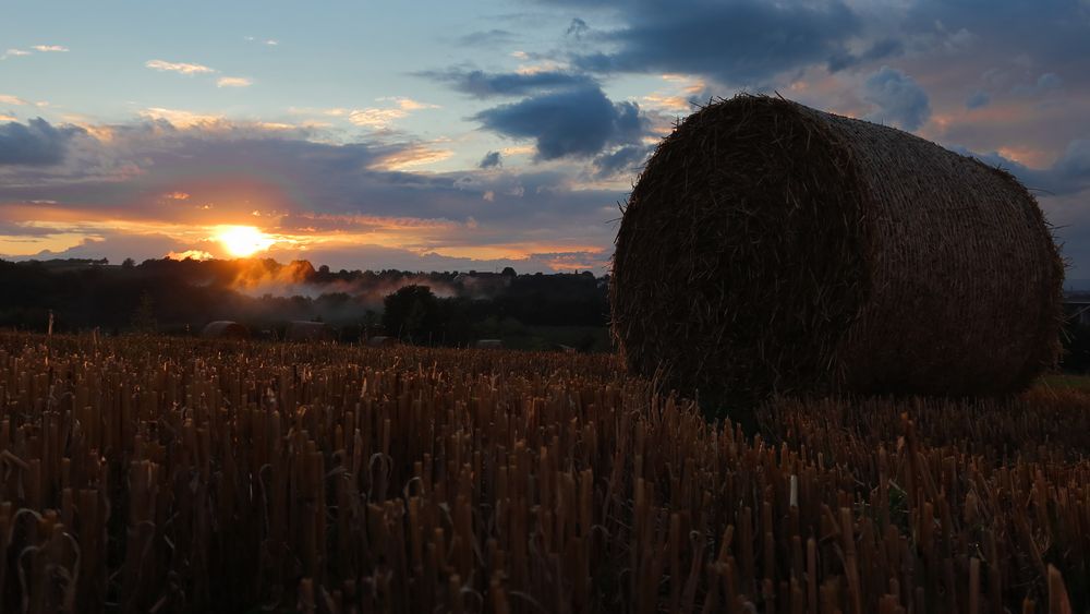 Abendstimmung auf dem Feld...