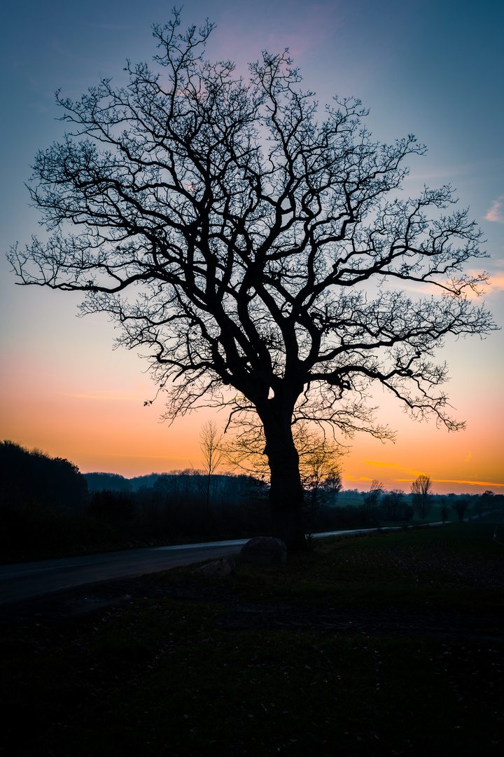 Abendstimmung auf dem Heimweg