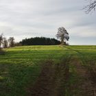 Abendstimmung auf dem Kastanienberg