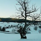 Abendstimmung auf dem Schauinsland im Winter.