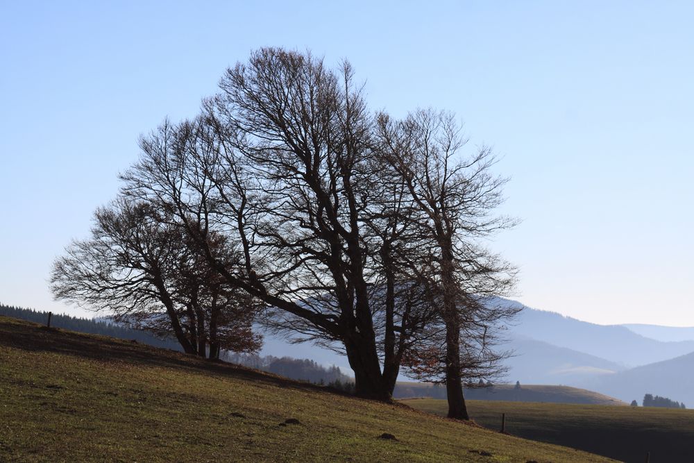 Abendstimmung auf dem Stohren