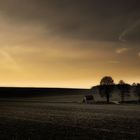 Abendstimmung auf dem Venusberg