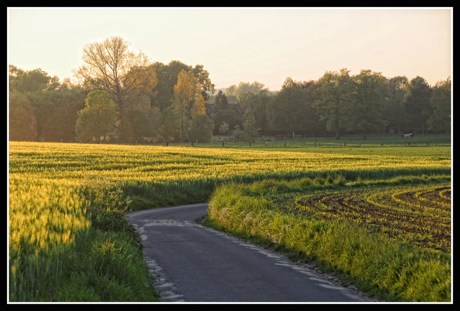 Abendstimmung auf den Feldern II