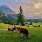 Abendstimmung auf der Alm.