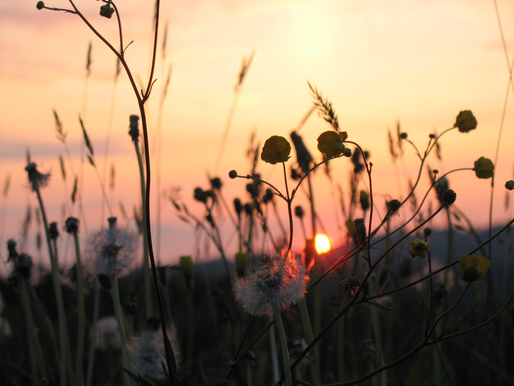 Abendstimmung auf der Frühlingswiese