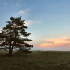 Abendstimmung auf der Kurischen Nehrung