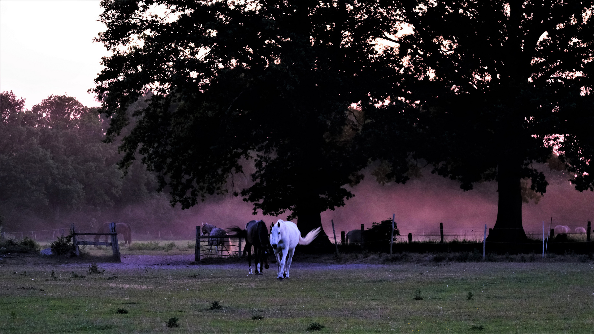 Abendstimmung auf der Pferdekoppel