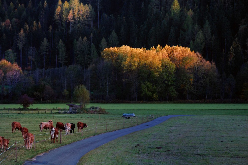 Abendstimmung auf der Viehweide