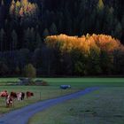 Abendstimmung auf der Viehweide