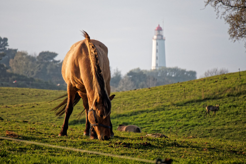 Abendstimmung auf Hiddensee