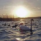 Abendstimmung auf Rügen