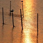 Abendstimmung auf Usedom