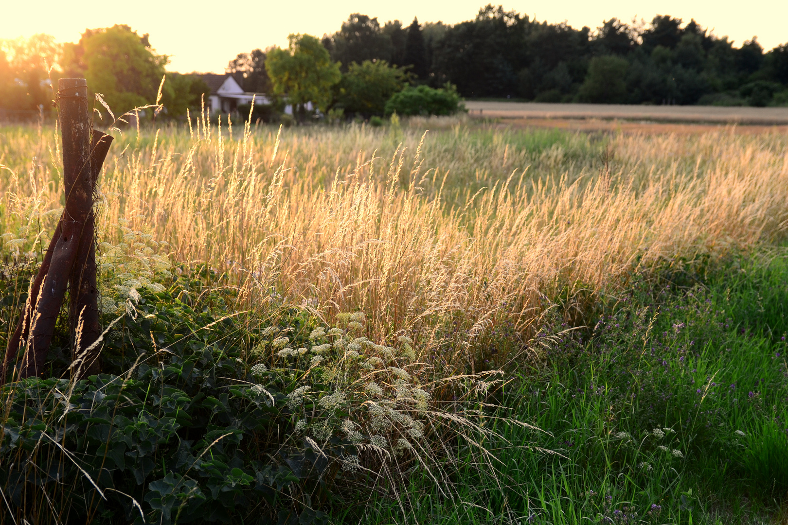 Abendstimmung