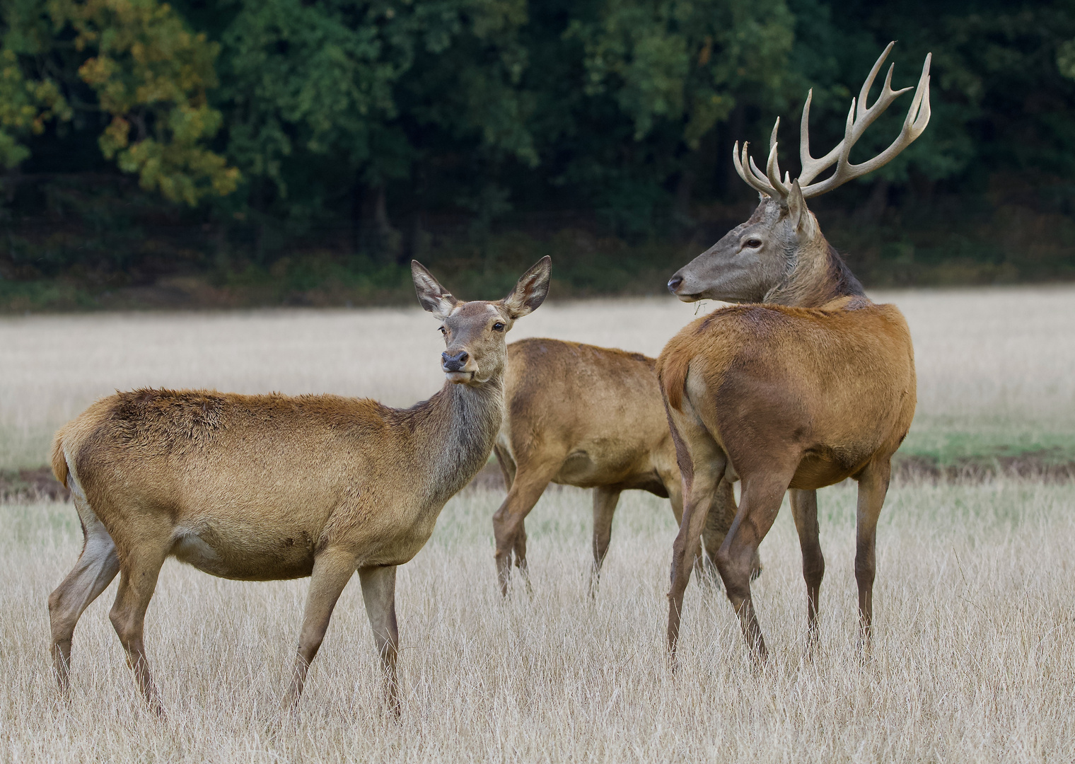 Abendstimmung bei den Rothirschen......von der Kanzel aus geschossen!