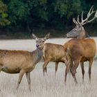 Abendstimmung bei den Rothirschen......von der Kanzel aus geschossen!